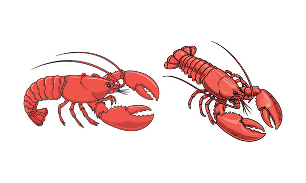 Red lobsters prawn seafood,  marine life crustacean shellfish arthropod delicacy