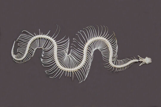 The skeleton of a Gabonese viper on a gray background.  Marine animals, reptiles, ecology.