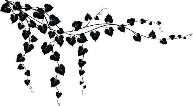 Symmetrical vintage black ivy vine pattern on aged parchment paper, ornamental hand-drawn decorative border illustration.