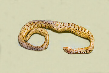Obraz premium A Little Asian viper with a beautiful body pattern on a white background. Marine animals, reptiles, ecology.