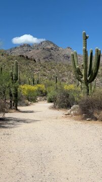 Desert landscape near Saguaro park in Arizona, desert landscape