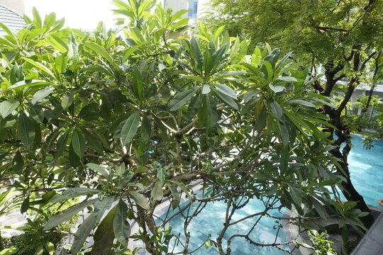 danang tree