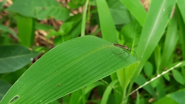 Slender Rice Ear Bug Crawling and Balancing on Swaying Green Leaf. Macro footage