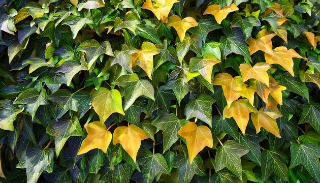 lush green and yellow ivy leaves pattern in nature