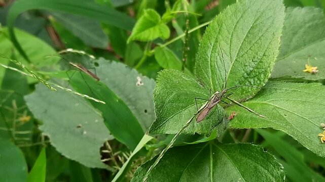 Two Slender Rice Ear Bugs Perching on Green Leaves in the Garden. Macro footage