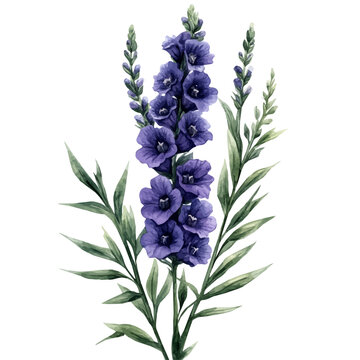 Larkspur Flower, watercolor vector, isolated on a white background.