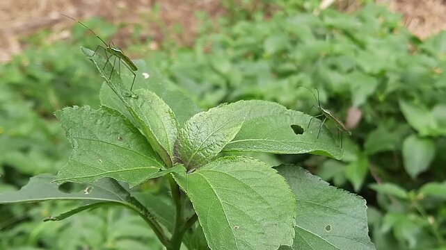 Two Slender Rice Ear Bugs Perching Calmly on Green Wild Leaves. Macro footage