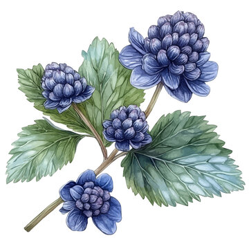 Gunnera Flower, watercolor drawing vector, isolated on a white background.