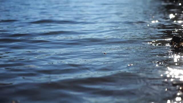 Close up view on lake with small waves at sunny day. Calm scenery of pond at summer season. Beautiful nature landscape. Concept of tranquility scene. Slow motion