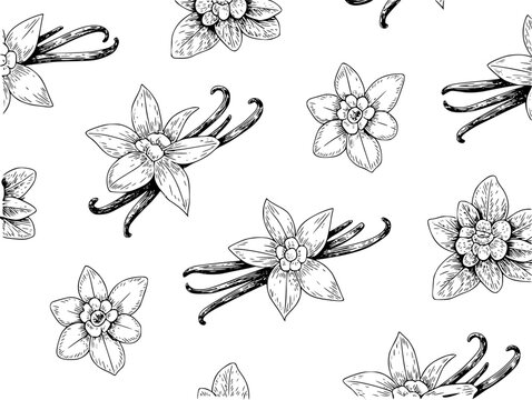 Hand-drawn vanilla flowers and pods seamless pattern white background, bean spice
