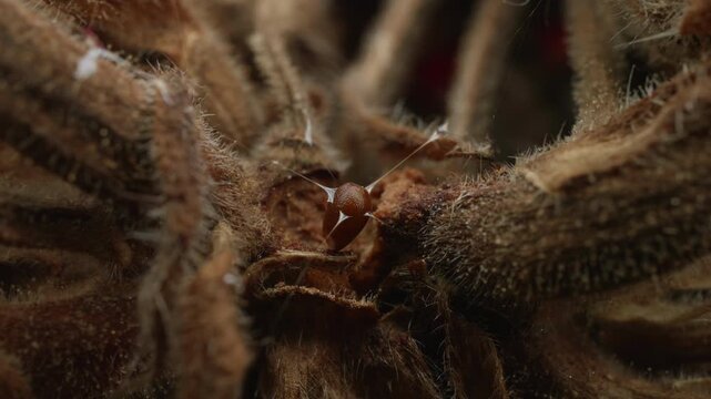 Brown slimy single insect egg inside dead plant macro close up stock footage