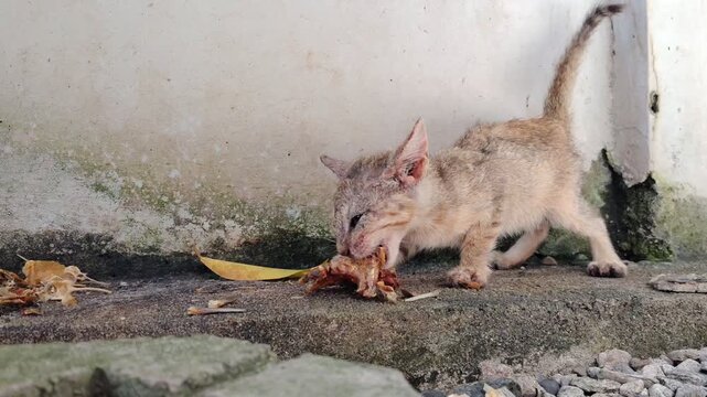 Emaciated stray kitten scavenging for food scraps on the street pavement.