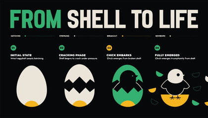 From shell to life stages of chick hatching and emerging from egg illustration © SarwarGfx
