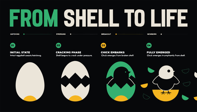 From shell to life stages of chick hatching and emerging from egg illustration
