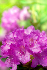 Obraz premium Vibrant rhododendron blossoms in spring