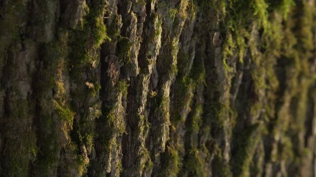 Tree trunk surface showing grooves and green moss