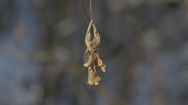 Light brown samaras hanging on thin branch