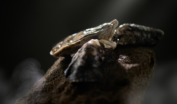 Oysters on the rock, close-up. Fresh wild oysters close up on dark stones background, french oysters. Healthy sea food. Ocean, gourmet food, delicatessen. Dark image