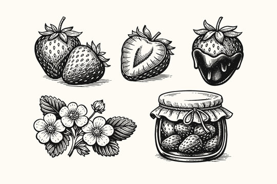 Vintage Strawberry Engraving Collection Featuring Hand-Drawn Whole Fruit, Cross Section, Chocolate Dipped Berry, Blossoms, and Jam Jar. Retro Woodcut Style Illustration for Organic Food Packaging.