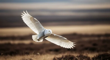 Snowy owl in flight with wings spread over a muted brown landscape bird © syful