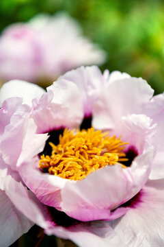 Elegant spring bloom of pink peony with golden stamens