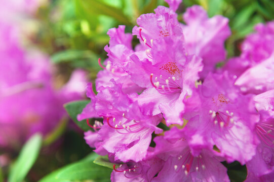 Vibrant rhododendron blossoms in spring