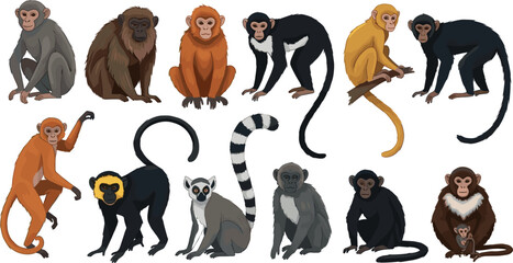 Primate and Monkey Species Vector Set with Cartoon Chimpanzee, Baboon, Lemur, Golden Monkey and Ape Collection for Jungle Illustrations © Sirajul