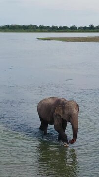 Aerial drone of wid elephant in the lake in the national park. Wild animals. Sri Lanka.