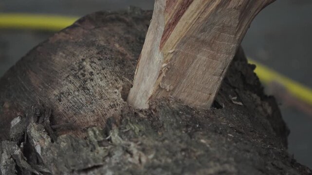 A detailed close-up shot of a skilled craftsman's hand examining a high-quality teak wood plank. The frame shows a small wooden dowel already inserted into a pre-drilled hole, while the carpenter care