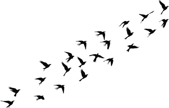 Birds Formation Images – Browse 84,809 Stock Photos, Vectors, and Video ...