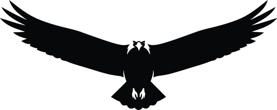 Black eagle bird soaring in flight with spread wings