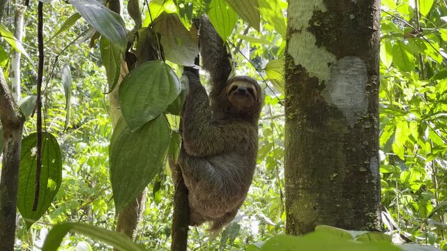 Curious sloth clings to tree trunk surrounded by vibrant jungle leaves in Costa Rica rainforest delivering enchanting close wildlife portrait
