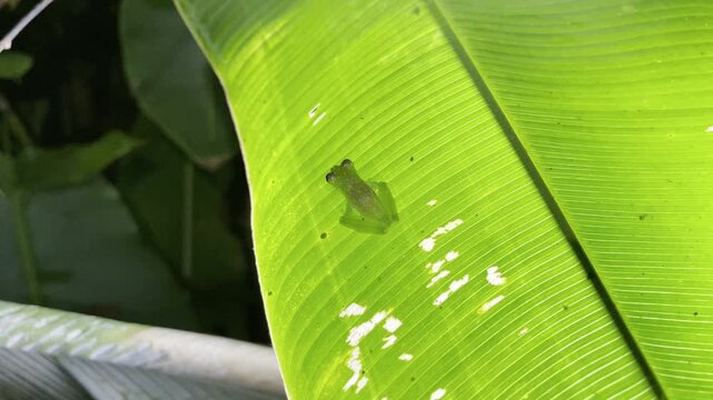 Tiny translucent glass frog rests on vibrant green leaf showcasing delicate features in lush jungle setting