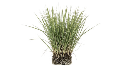 Fototapeta premium Bush of Grass with Roots on Black Background graphic