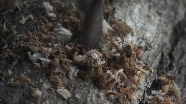 A handheld close-up shot capturing the precise process of drilling a square hole into high-quality teak wood. The footage highlights the texture of the wood grain and shows small wooden splinters and 
