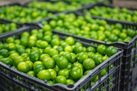 Limones enpacadora