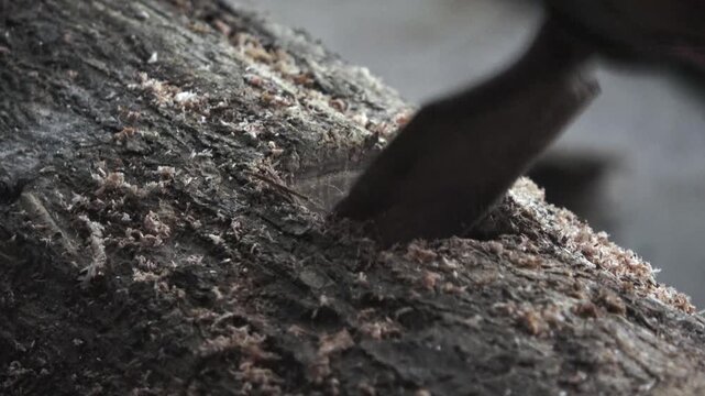 Detailed handheld close-up shot of a skilled craftsman using a traditional chisel to carve a precise square hole into high-quality teak wood. The footage captures small wood chips flying out of the mo