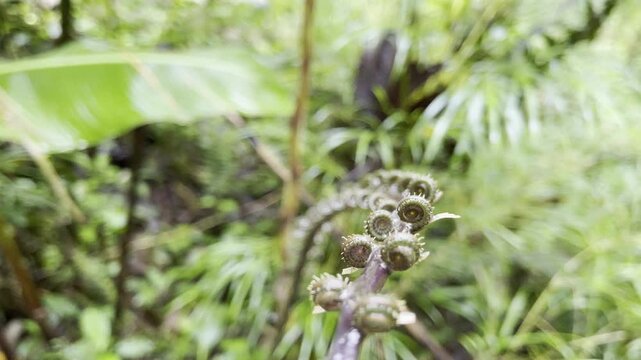 Intricate fern fiddleheads spiral tightly in fresh unfurling stage amid soft blurred jungle backdrop highlighting delicate new life