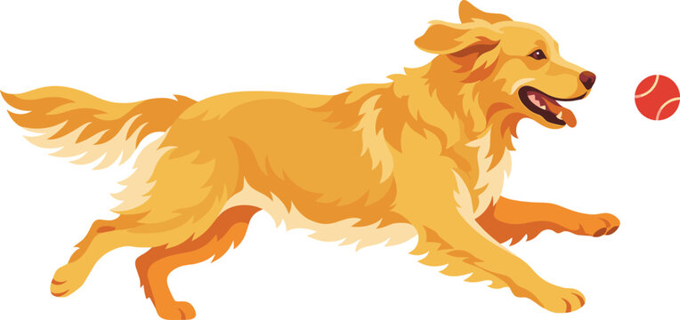 Energetic golden retriever dog running after a red ball