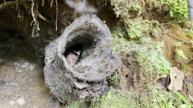 Active stingless bee colony buzzes around intricate earthy nest entrance in jungle setting showcasing fascinating social insect behavior