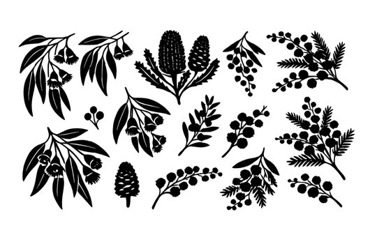 Hand Drawn Australian Native Botanical Leaves and Flowers Silhouettes Vector Illustration Set with Eucalyptus Gum Nuts Wattle Mimosa and Banksia Floral Elements Isolated on White Background