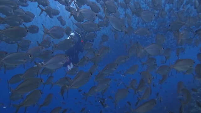 Swimming huge shool offish in the murky ocean. Fish vortex footage, marine life. Marine life, scuba footage. Underwater video from scuba diving in the tropical sea. Travel, exploring the deeper sea.