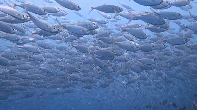 Huge school of swimming fish in the blue ocean. Underwater video from scuba diving with the marine life. Animal vortex, sea with feeding fish. Scuba diving, exploring the oceans.