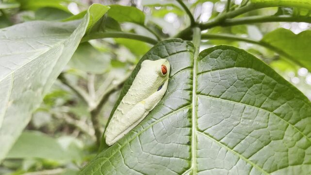 Vibrant green red eyed tree frog rests alert on broad leaf showcasing iconic colorful eyes and textured skin in lush jungle