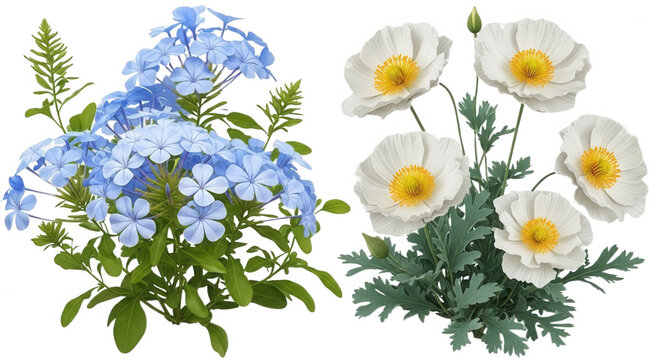 Blue flower png White blossom cutout Plumbago plant png Poppy bloom cutout Delicate blue flower illustration Beautiful white poppy png Green foliage cutout isolated transparent background image