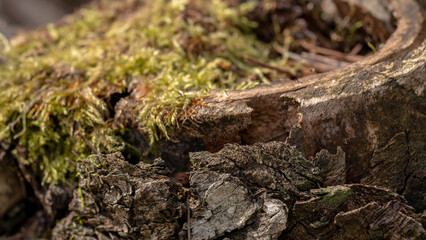 Fototapeta premium Moss and Lichen on Old Tree Bark — Macro Forest Texture with Hypnum Moss and Foliose Lichen