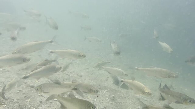 Large school of silvery fish glides through murky shallows above sandy bottom creating captivating underwater scene