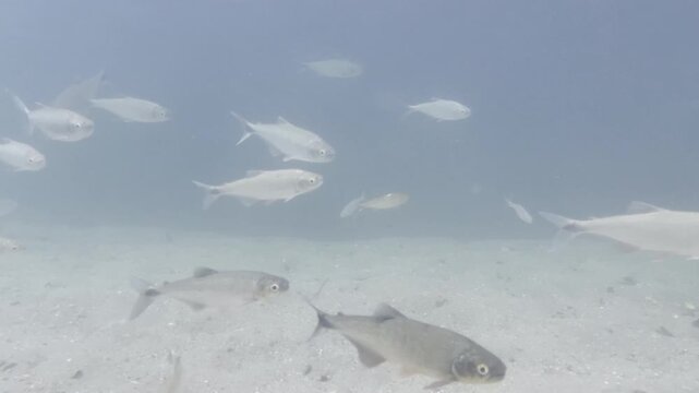 School of silver fish glides gracefully through clear shallow waters above sandy riverbed in natural habitat creating serene underwater scene