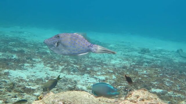 Tropical spotted fish (Aluterus scriptus, scrawled filefish) swimming in the shallow sea with other marine life. Underwater video from scuba diving, sea exploration. Wildlife in the tropical ocean.