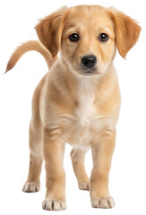 Obraz premium Golden Puppy png Cute Dog cutout Fluffy Mutt png Small Retriever cutout Adorable Canine png Young Hound cutout Friendly Pet png Happy Animal cutout Little isolated transparent background image